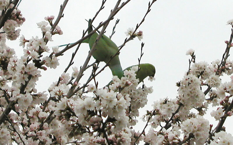 目黒川の桜 2010 #2