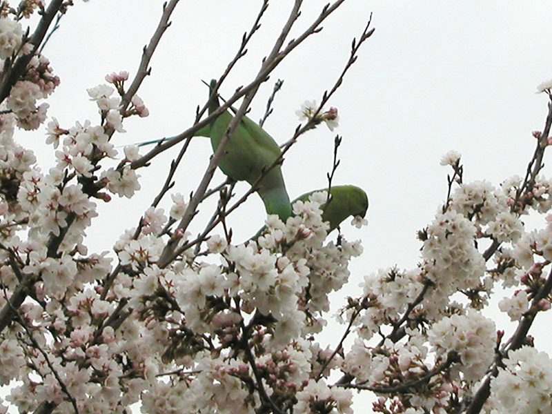 Read more about the article 目黒川の桜 2010 #2