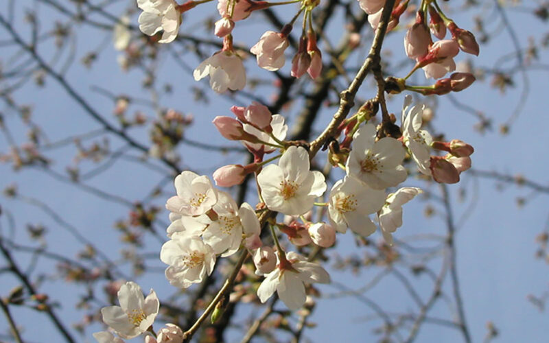 目黒川の桜 2010 #4