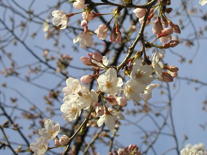 Read more about the article 目黒川の桜 2010 #4