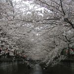 目黒川の桜 2010 #7