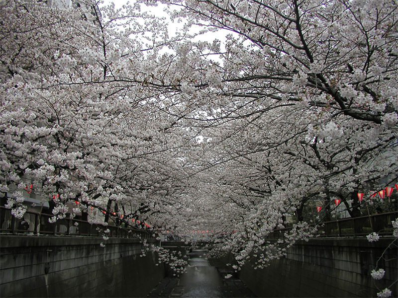 Read more about the article 目黒川の桜 2010 #7