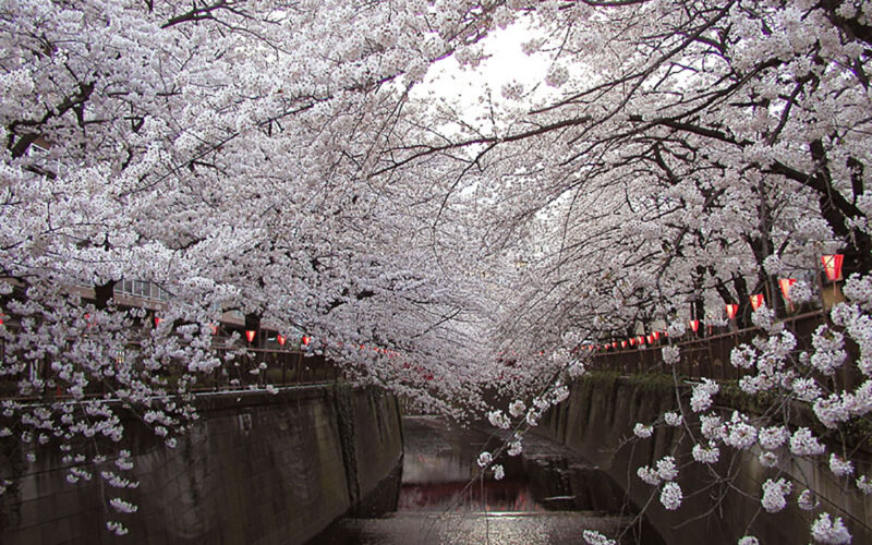 目黒川の桜 2010 #8