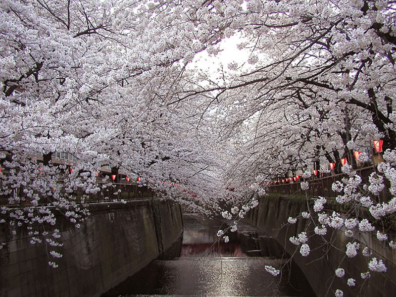 Read more about the article 目黒川の桜 2010 #8