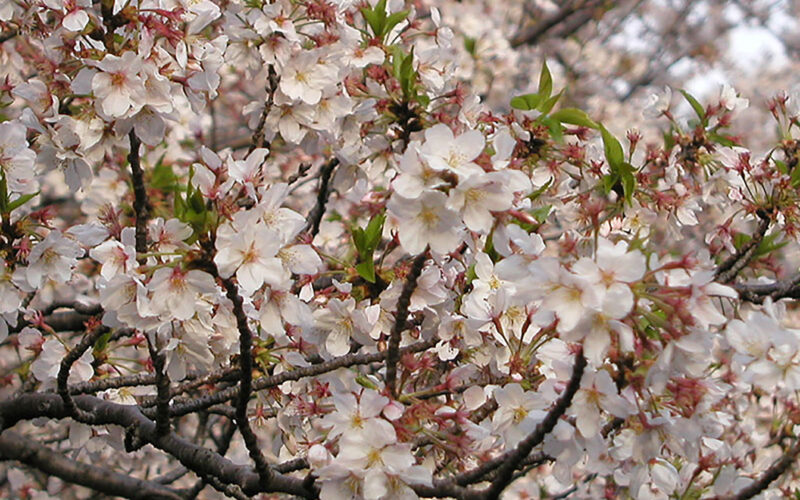 目黒川の桜 2010 #9