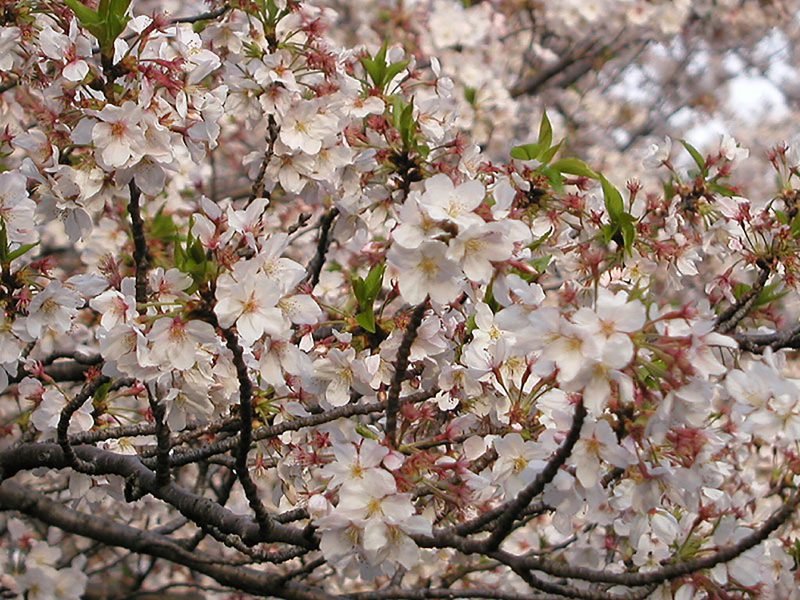 Read more about the article 目黒川の桜 2010 #9