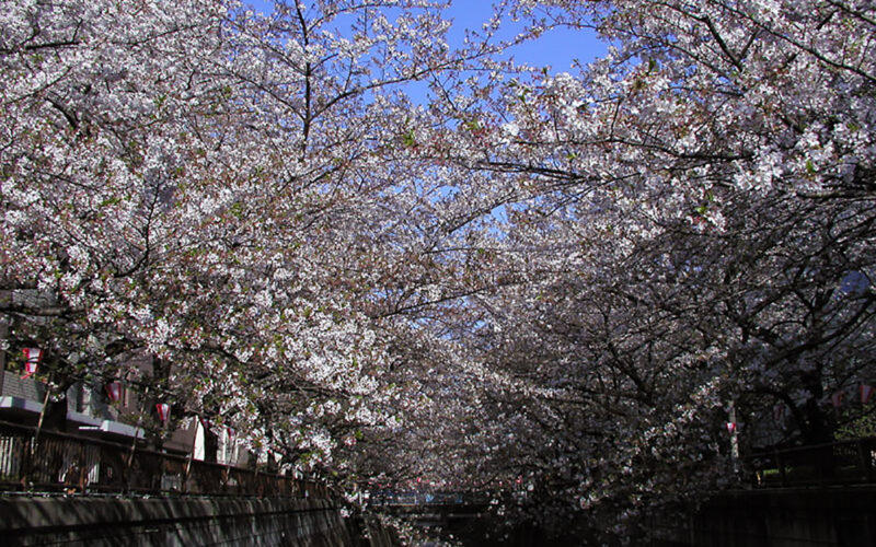 目黒川の桜 2010 #10