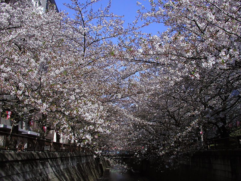 Read more about the article 目黒川の桜 2010 #10