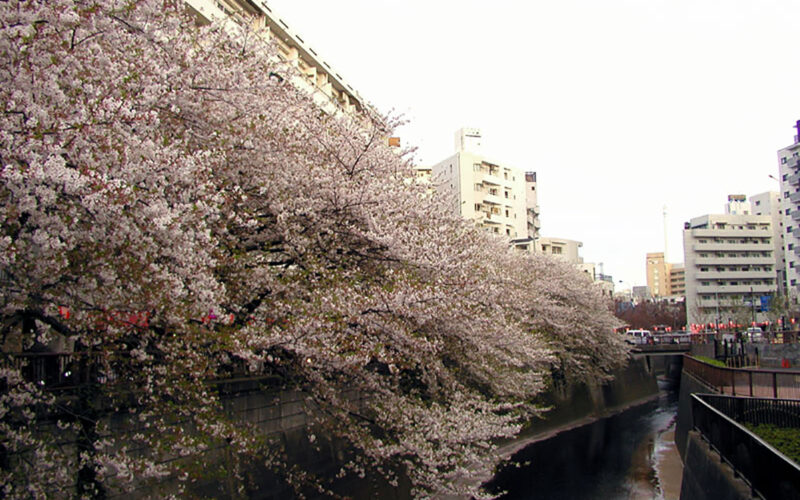 目黒川の桜 2010 #11