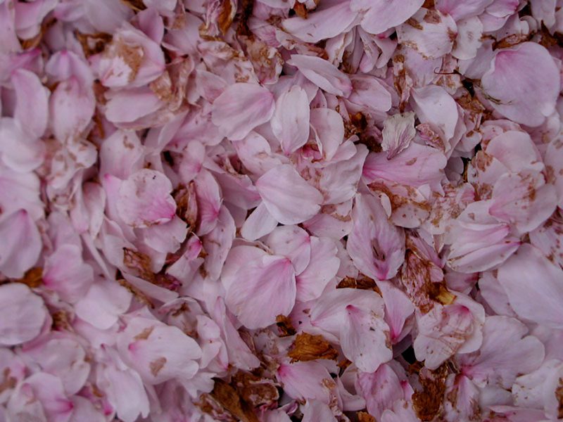 Read more about the article 目黒川の桜 2010 #12