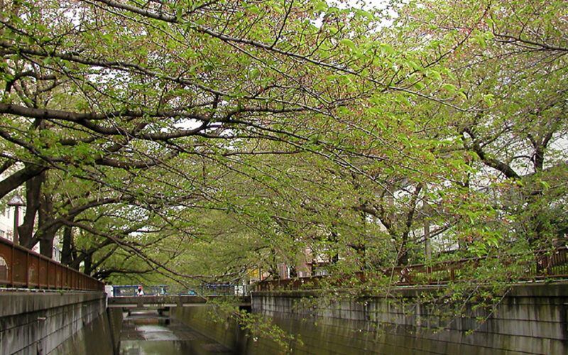 目黒川の桜 2010 #13