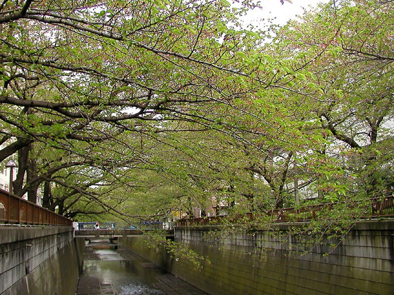 Read more about the article 目黒川の桜 2010 #13