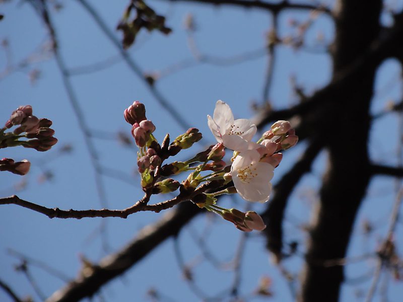 Read more about the article 目黒川の桜 2011 #2