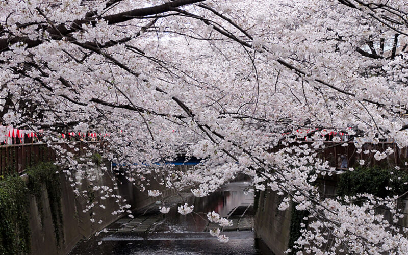 目黒川の桜 2011 #5