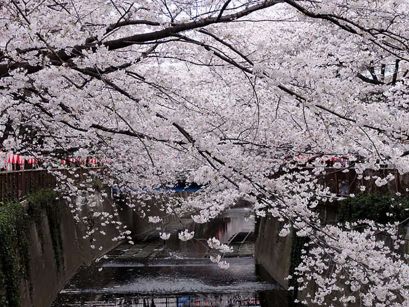 Read more about the article 目黒川の桜 2011 #5