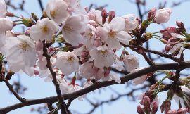 目黒川の桜 2012 #2