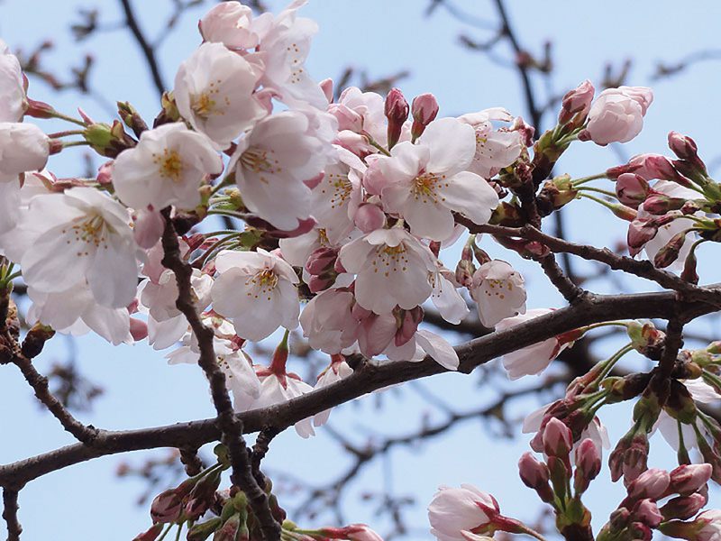 Read more about the article 目黒川の桜 2012 #2