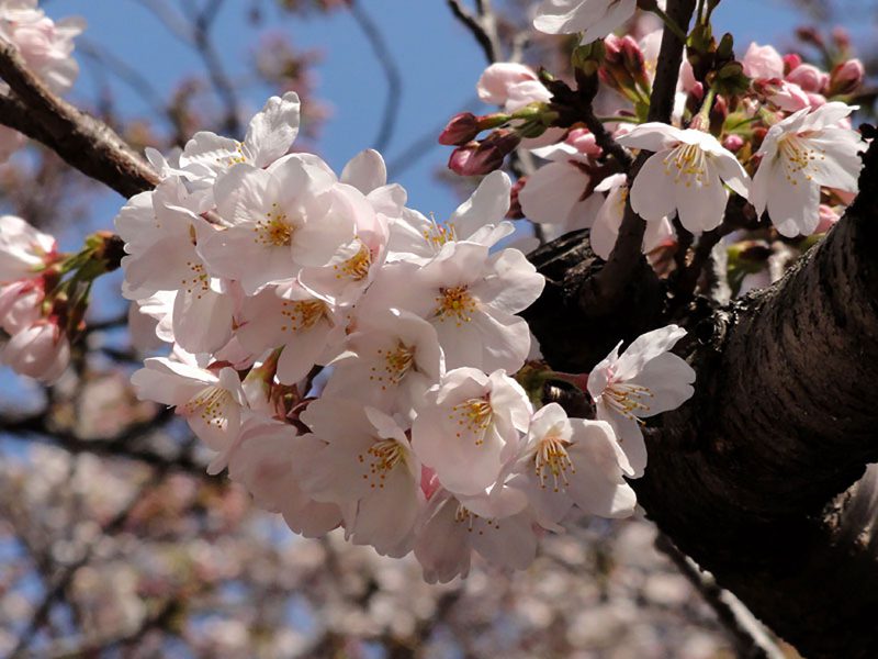 Read more about the article 目黒川の桜 2012 #3