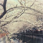 目黒川の桜 2012 #4