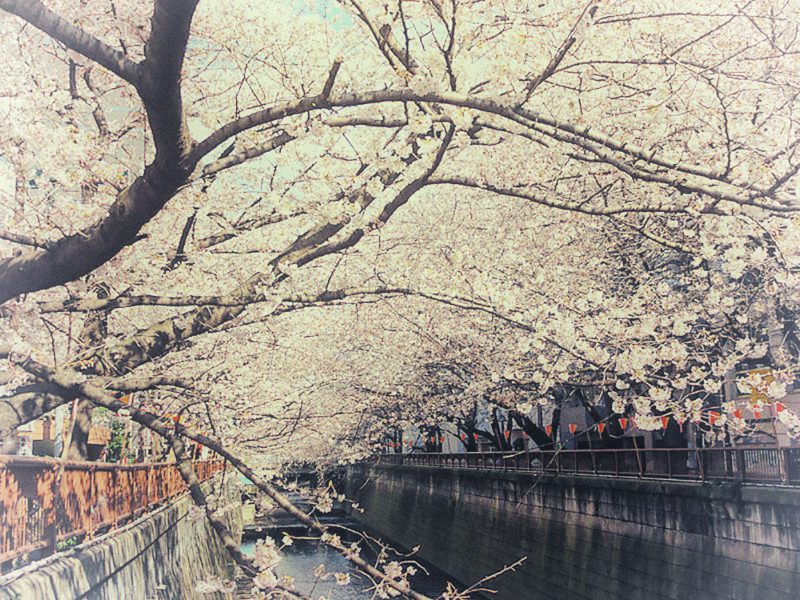 Read more about the article 目黒川の桜 2012 #4