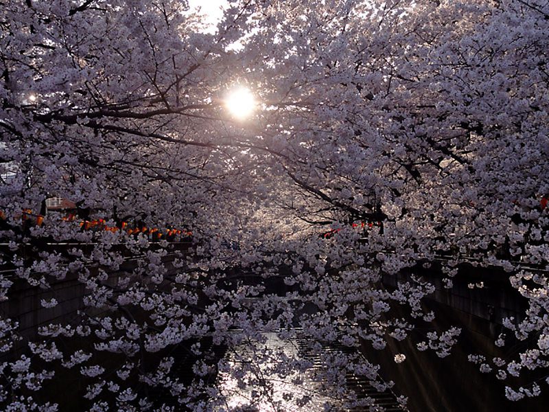 Read more about the article 目黒川の桜 2012 #7