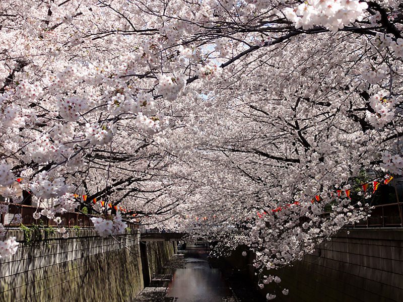 Read more about the article 目黒川の桜 2012 #8