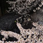 目黒川の桜 2012 #9