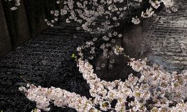 目黒川の桜 2012 #9
