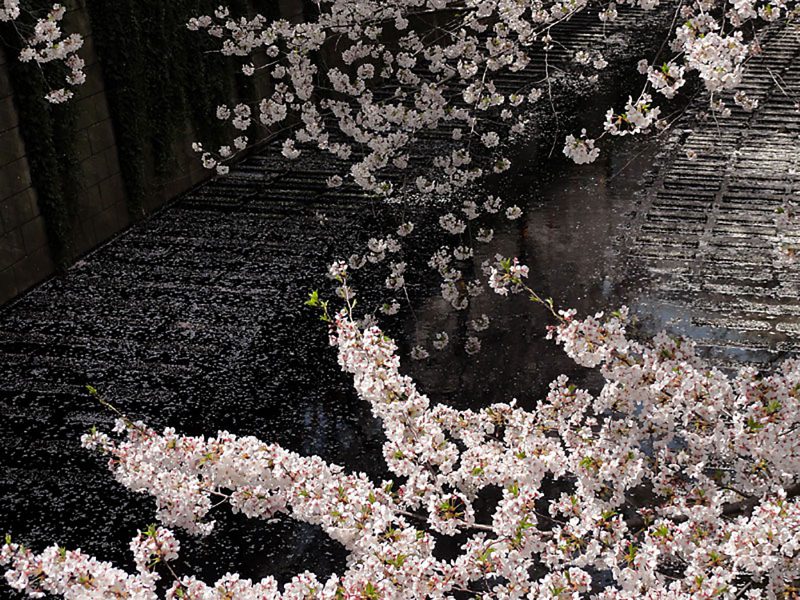 Read more about the article 目黒川の桜 2012 #9