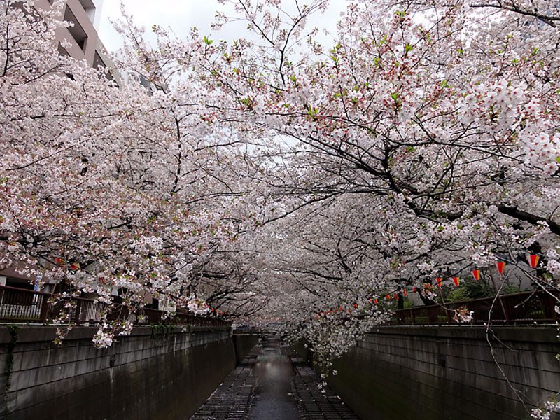 Read more about the article 目黒川の桜 2012 #10