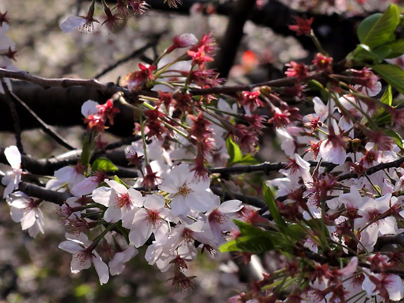 Read more about the article 目黒川の桜 2012 #11