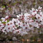 目黒川の桜 2012 #12