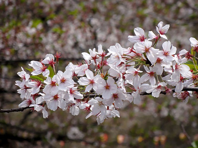 Read more about the article 目黒川の桜 2012 #12