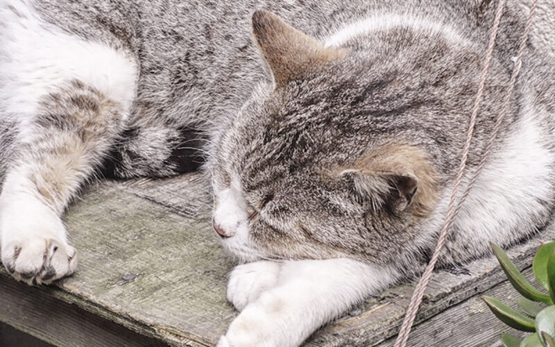 江の島の猫達：2012年春