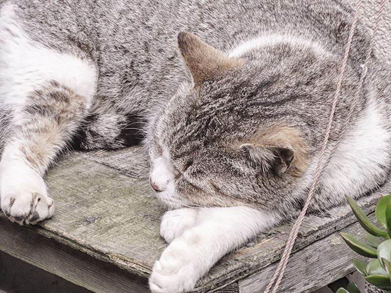 Read more about the article 江の島の猫達：2012年春