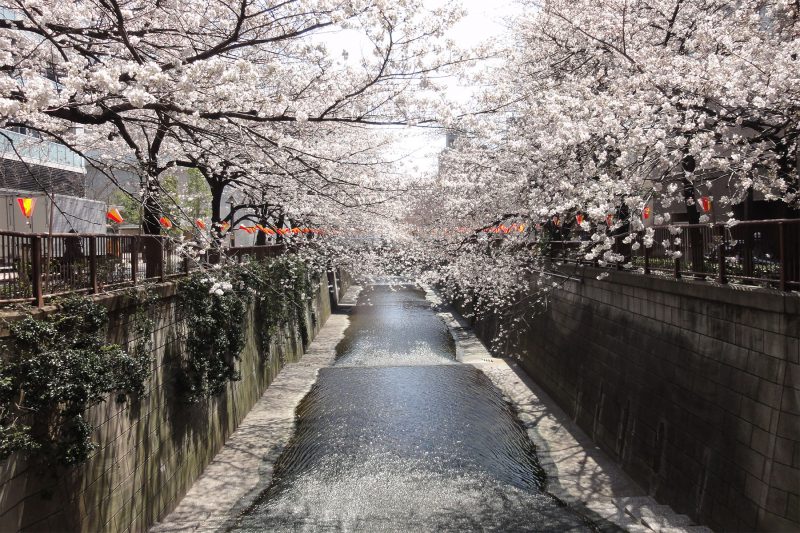 Read more about the article 目黒川の桜 2012 #5
