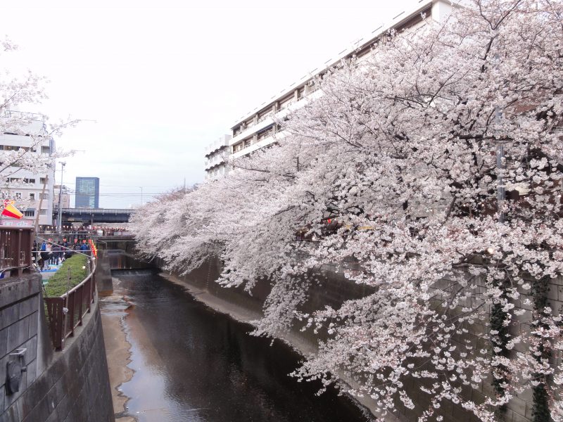 Read more about the article 目黒川の桜 2012 #6