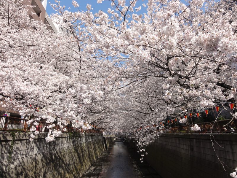 Read more about the article 目黒川の桜 2012 #14