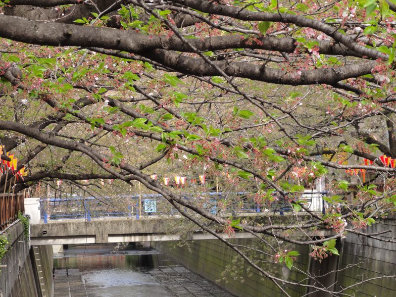 Read more about the article 目黒川の桜 2012 #13