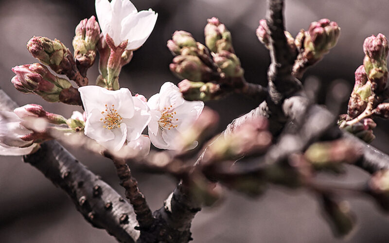 目黒川の桜 2013 #01：開花