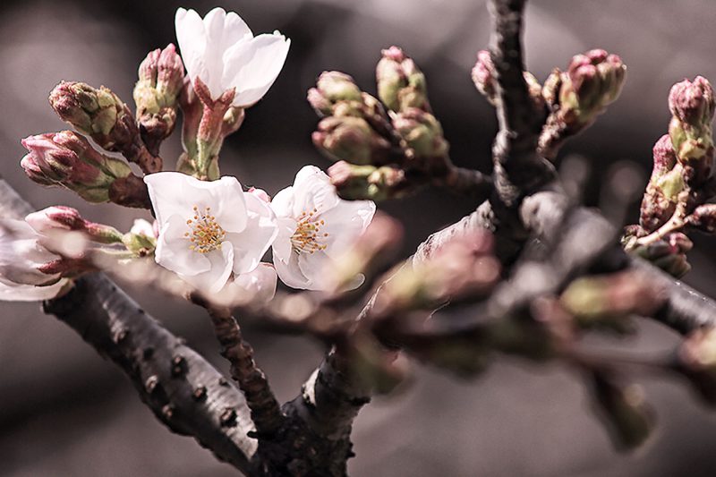 Read more about the article 目黒川の桜 2013 #01：開花