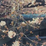 目黒川の桜 2013 #02：今年は早い
