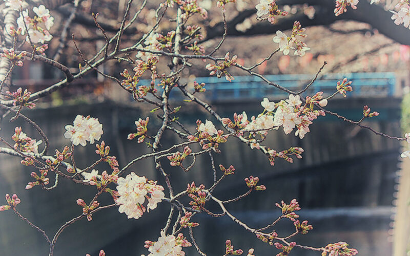目黒川の桜 2013 #02：今年は早い