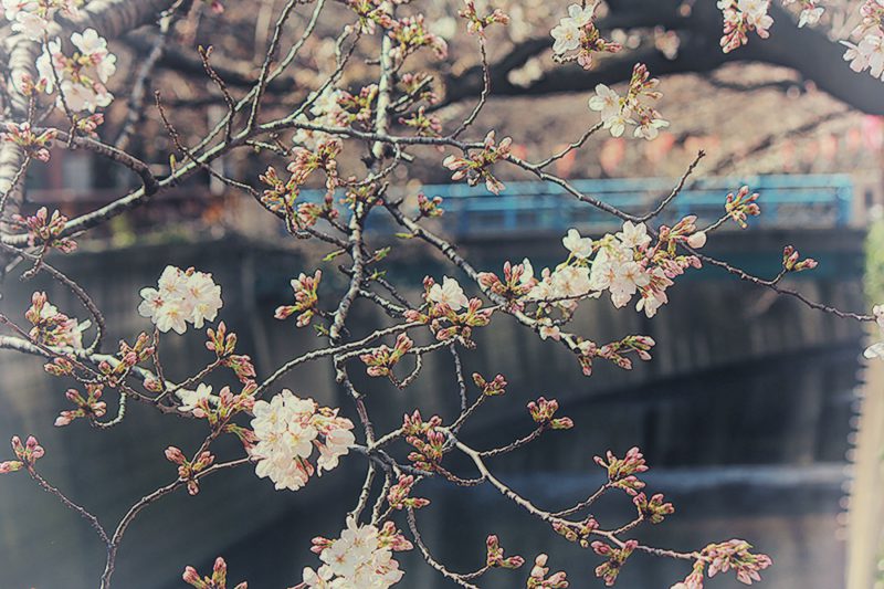 Read more about the article 目黒川の桜 2013 #02：今年は早い