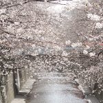 目黒川の桜 2013 #03：三分咲き