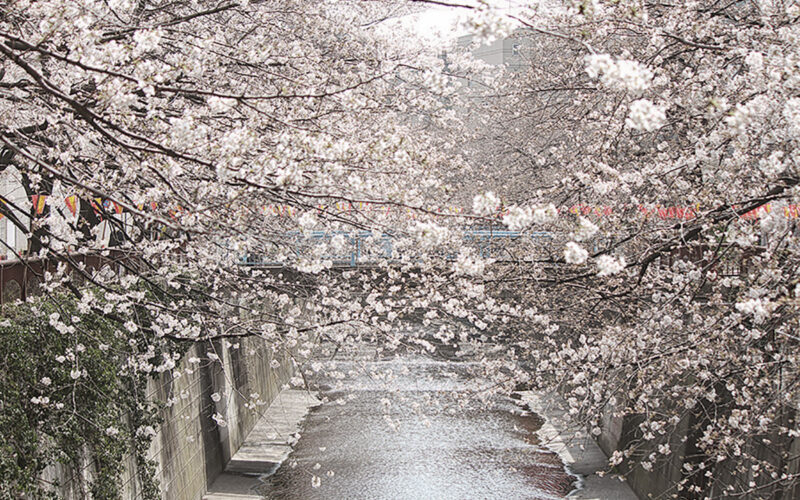 目黒川の桜 2013 #03：三分咲き