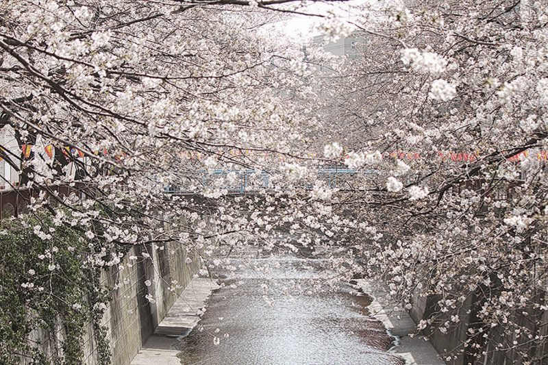 Read more about the article 目黒川の桜 2013 #03：三分咲き