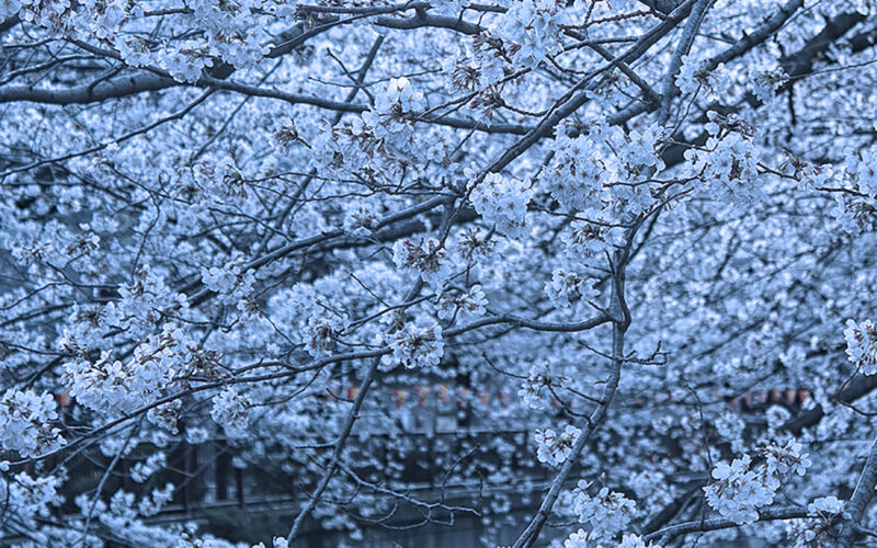 目黒川の桜 2013 #05：満開！