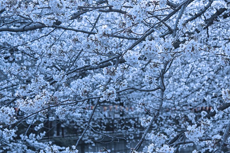 Read more about the article 目黒川の桜 2013 #05：満開！