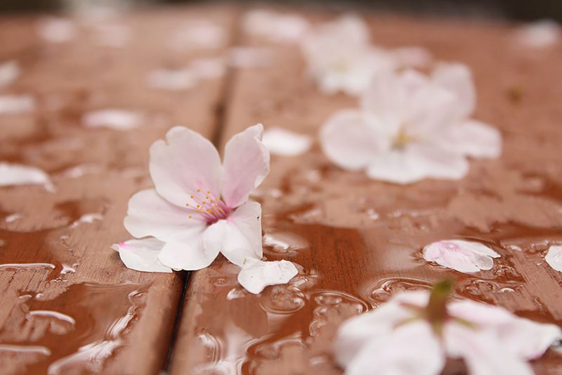 Read more about the article 目黒川の桜 2013 #08：雨の中を